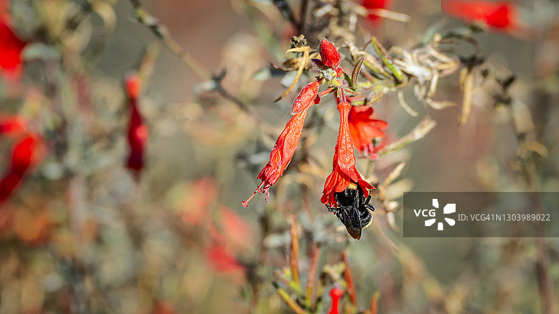 一只与红色花朵相伴的大黄蜂图片素材