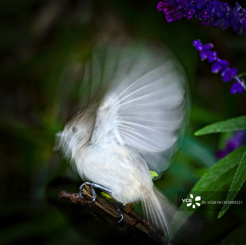动态的凤头山雀图片素材