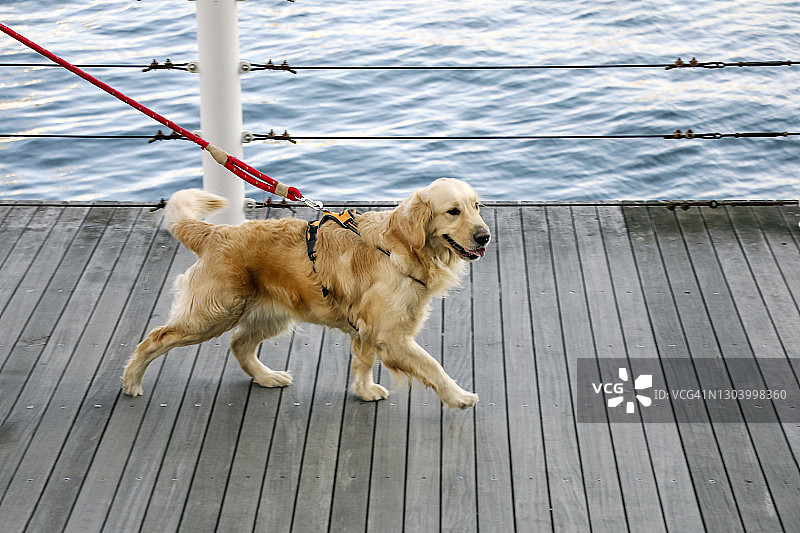 在海滩木板路上行走的大狗图片素材