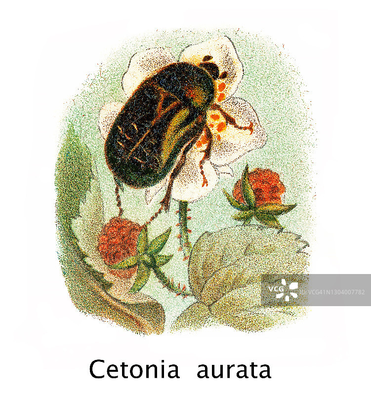 昆虫学古老彩 lithograph：甲虫 - 欧洲玫瑰金龟（Cetonia aurata）图片素材