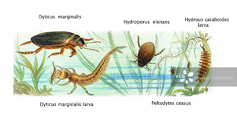 复古昆虫学水甲虫版画图片素材