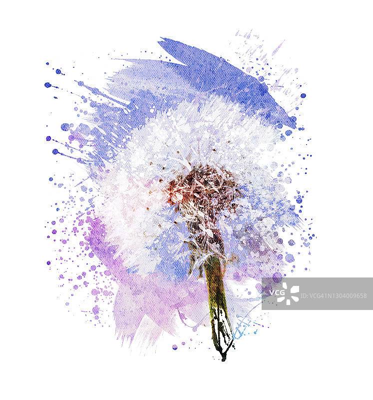 蒲公英插画图片素材