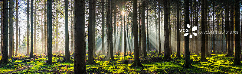 田园诗般的森林空地上，阳光照耀着荒野全景，新的一天破晓图片素材