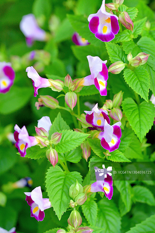 紫芳草/蝴蝶花图片素材