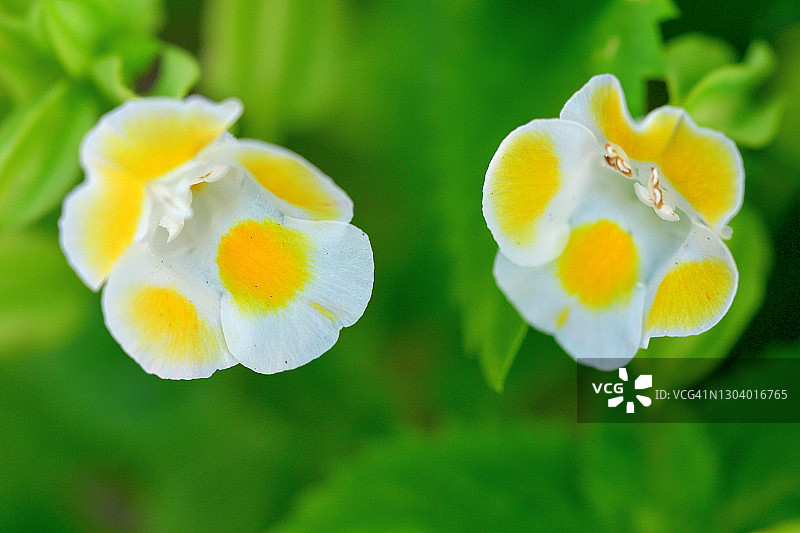 紫芳草/蝴蝶花图片素材