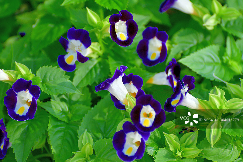 紫芳草/蝴蝶花图片素材