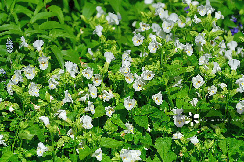紫芳草/蝴蝶花图片素材
