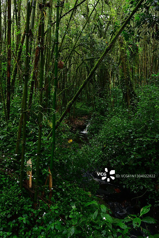 茂密竹林中的溪流图片素材