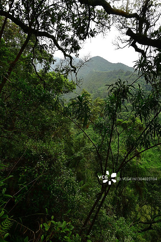 茂盛的山地雨林景观图片素材