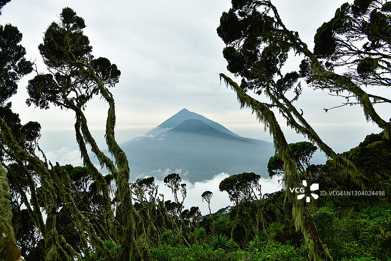 被苔藓覆盖的埃里卡丛中的维龙加火山图片素材
