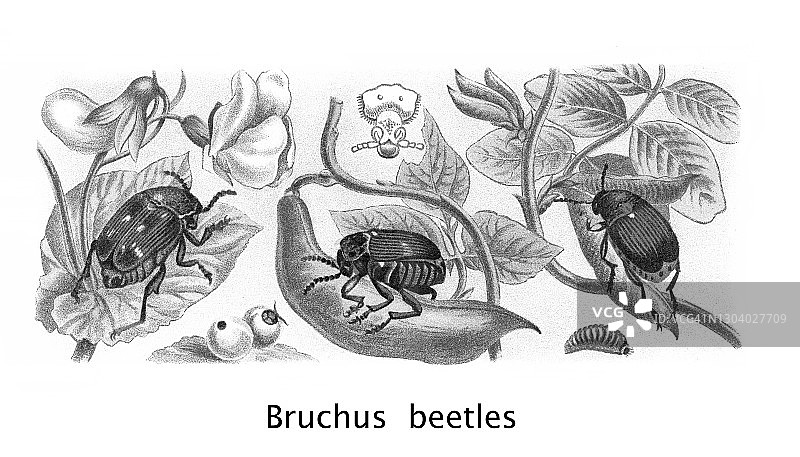 昆虫学老式彩色石印画：甲虫 - 豌豆象、菜豆象、种子甲虫图片素材