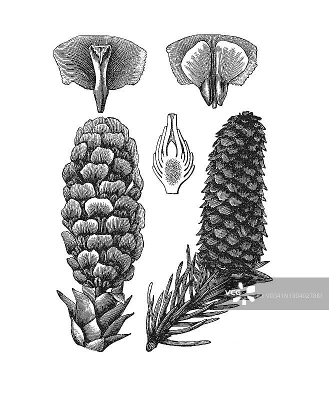 球果古老版画图片素材