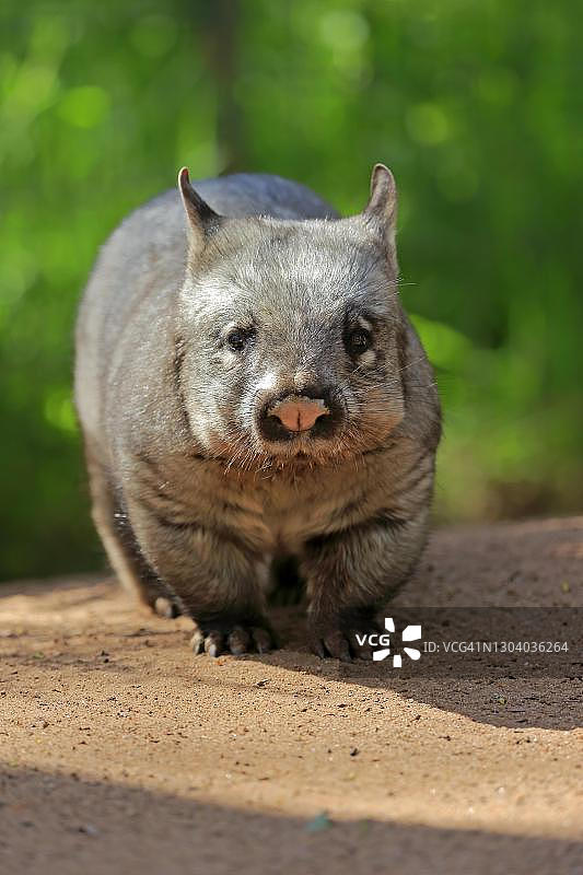 澳洲毛鼻袋熊图片素材