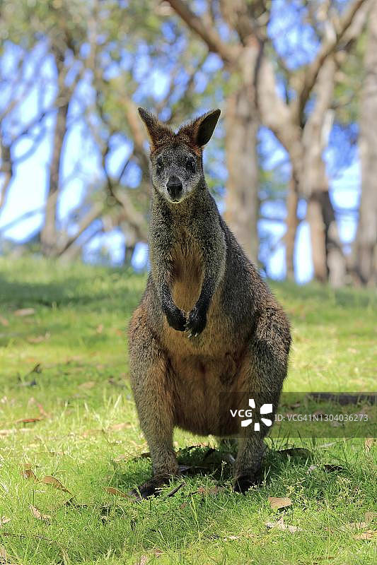 沼泽沙袋鼠（Wallabia bicolor），成年，警觉，南澳大利亚洛夫蒂山图片素材