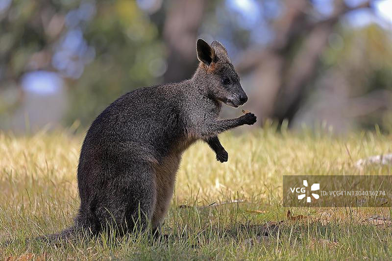 沼泽沙袋鼠，成年，觅食，南澳大利亚洛夫蒂山图片素材