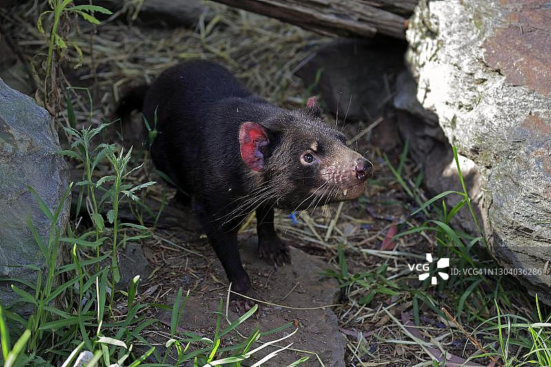 塔斯马尼亚恶魔图片素材