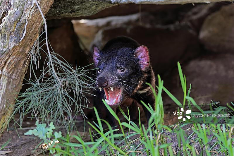 袋獾（Sarcophilus harrisii），成年袋獾，具有威胁性，澳大利亚南部的卡德利克里克图片素材