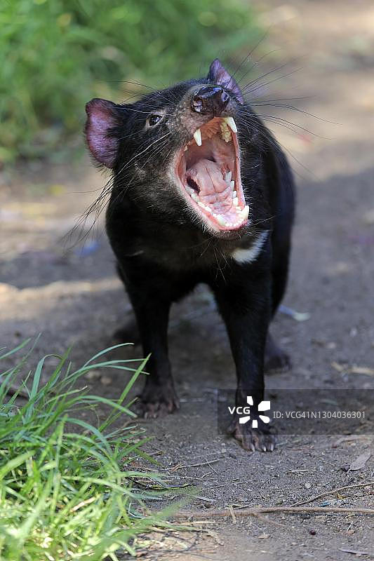 袋獾（Sarcophilus harrisii），成年袋獾，具有威胁性，澳大利亚南部的卡德利克里克图片素材