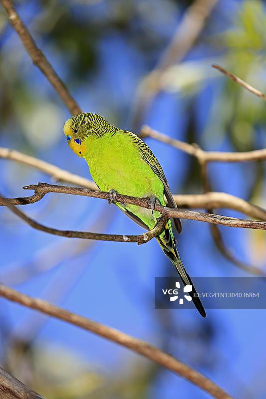 澳洲鹦鹉（Melopsittacus undulatus），成年雄性，南澳大利亚洛夫蒂山图片素材