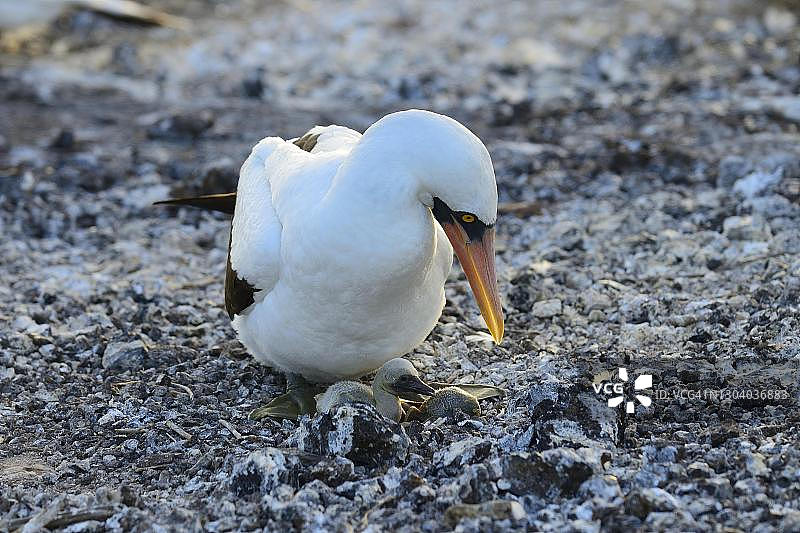 加拉帕戈斯群岛热诺韦萨岛,纳斯卡鲣鸟(Sula granti)与巢中未长羽毛的雏鸟,厄瓜多尔图片素材