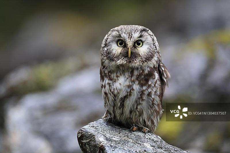 成年鬼鸮栖息在捷克波西米亚森林的岩石上图片素材