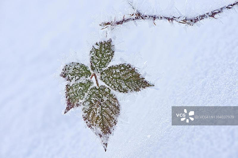德国下萨克森雪中结霜的黑莓叶图片素材