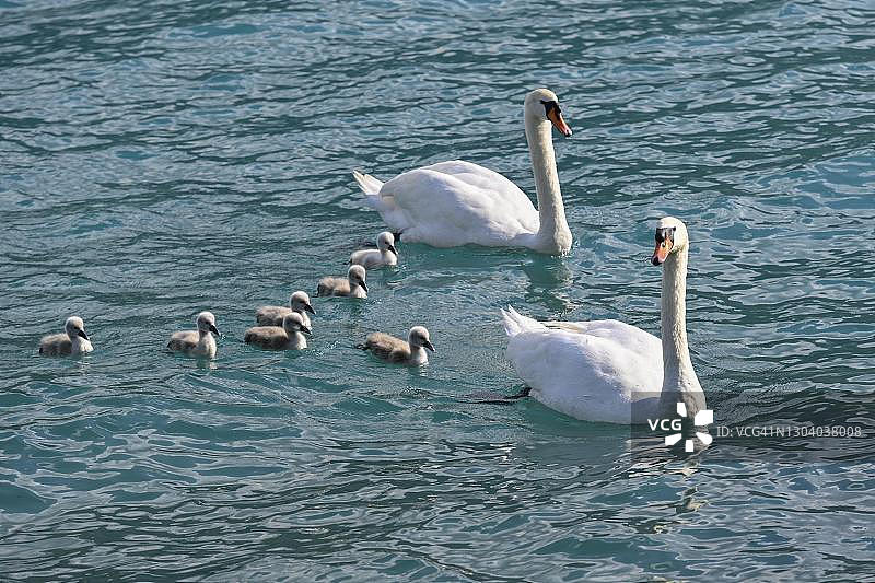 瑞士水中嬉戏的疣鼻天鹅（Cygnus olor）一家图片素材