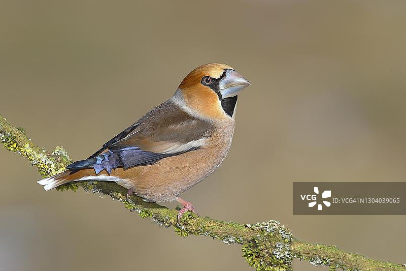 德国锡格兰，雄性锡嘴雀栖息在长地衣树枝上图片素材