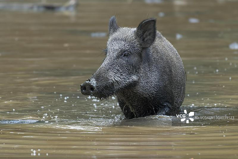 野猪在水中（德国萨克森）图片素材