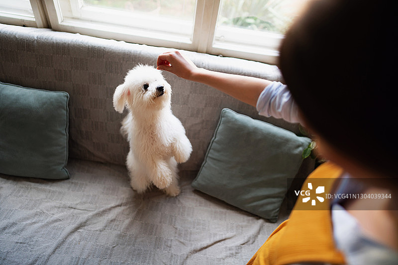 高角度拍摄：女子训练她的狗图片素材