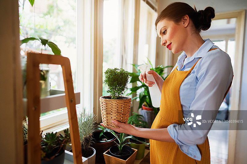在家园艺并给植物喷水的女人图片素材