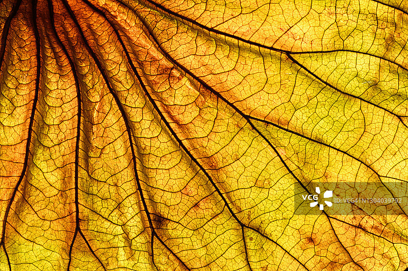 逆光树叶抽象背景图片素材