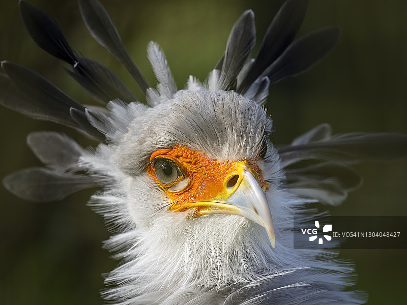 非洲蛇鹫肖像图片素材