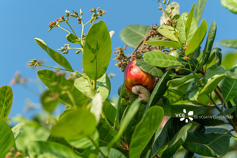 来自越南的腰果树上的未成熟腰果和花朵图片素材