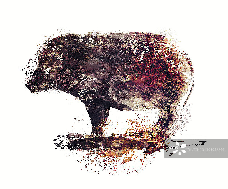 野猪插画图片素材