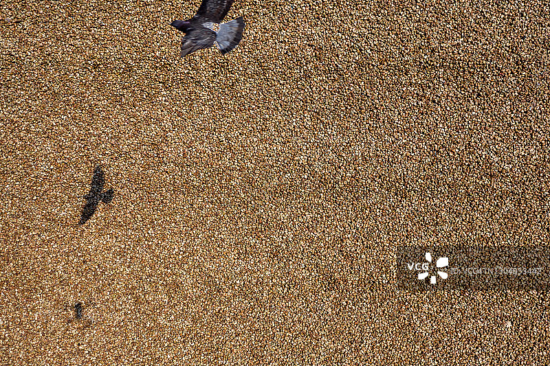 越南阳光下晒干的腰果图片素材
