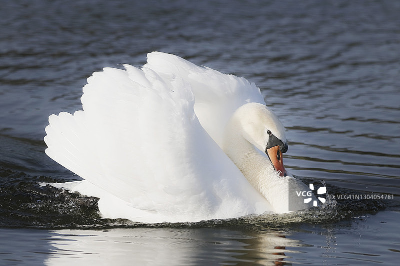 法国塞纳-马恩省冬季的野生天鹅图片素材
