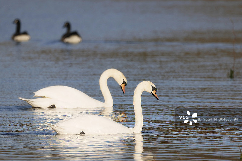 法国塞纳-马恩省冬季的野生天鹅图片素材
