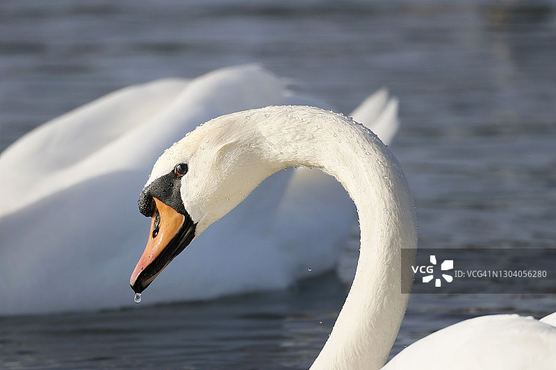 法国塞纳-马恩省冬季的野生天鹅图片素材