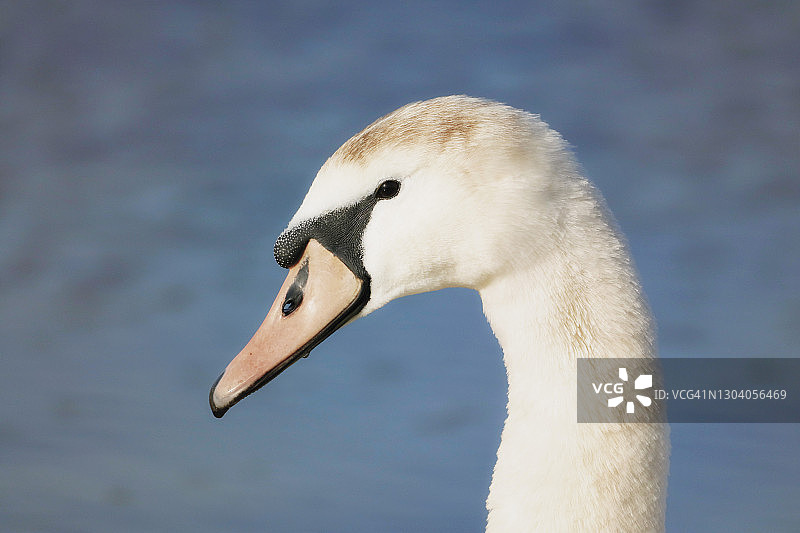 法国塞纳-马恩省冬季的野生天鹅图片素材