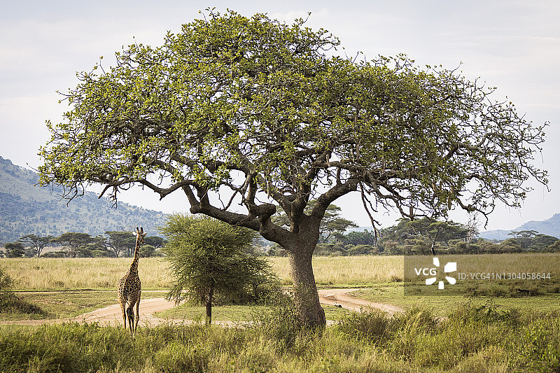坦桑尼亚塔兰吉雷国家公园长颈鹿特写，背景为美丽的相思树图片素材