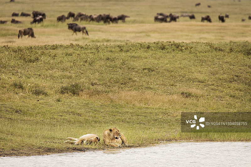 两只母狮在恩戈罗恩戈罗国家公园的湖边草地上休息图片素材