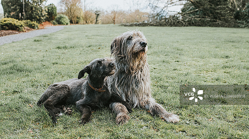 一只黑色爱尔兰猎狼犬幼犬躺在草地上，旁边是一只成年灰色爱尔兰猎狼犬图片素材