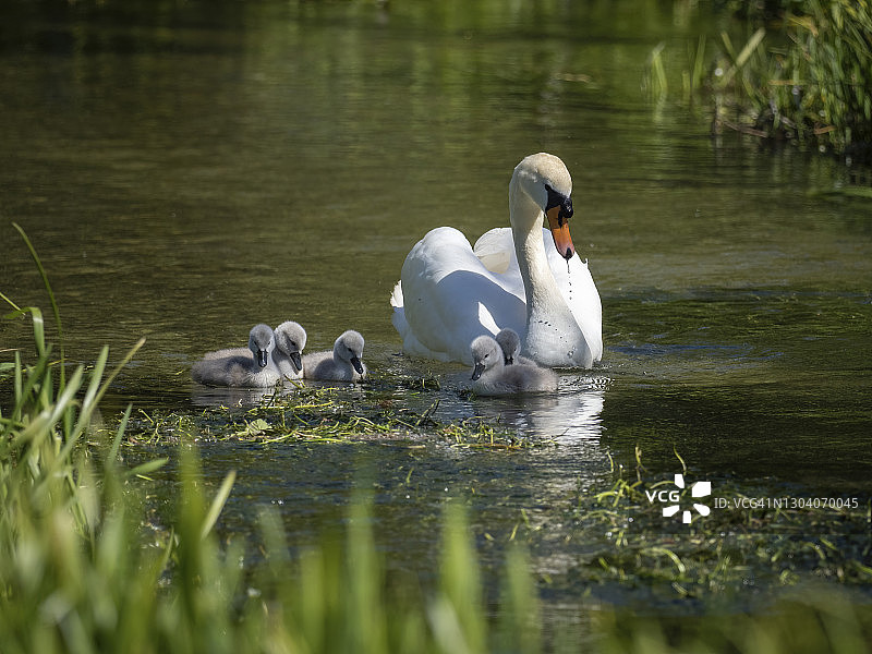 带着小天鹅的疣鼻天鹅图片素材