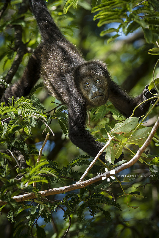 树上的吼猴，哥斯达黎加图片素材