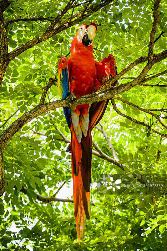 野外的猩红金刚鹦鹉图片素材
