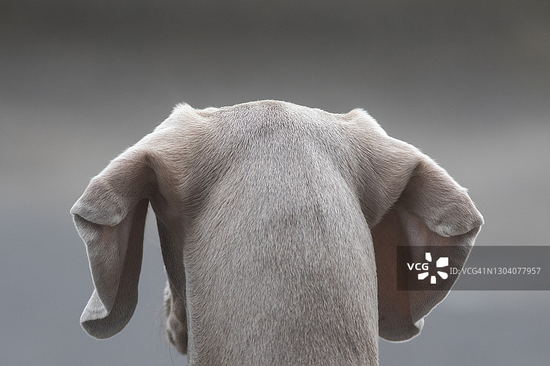 魏玛犬头部背面特写图片素材