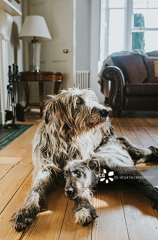 黑色爱尔兰猎狼犬幼犬躺在灰色的成年爱尔兰猎狼犬旁边图片素材