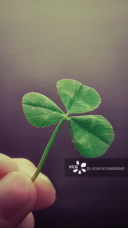 三叶草图片素材