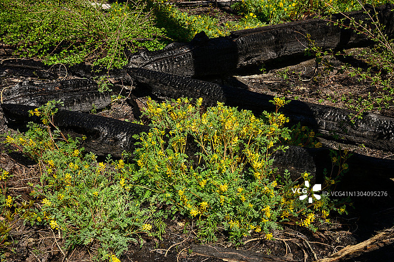 森林火灾后的重生之花图片素材